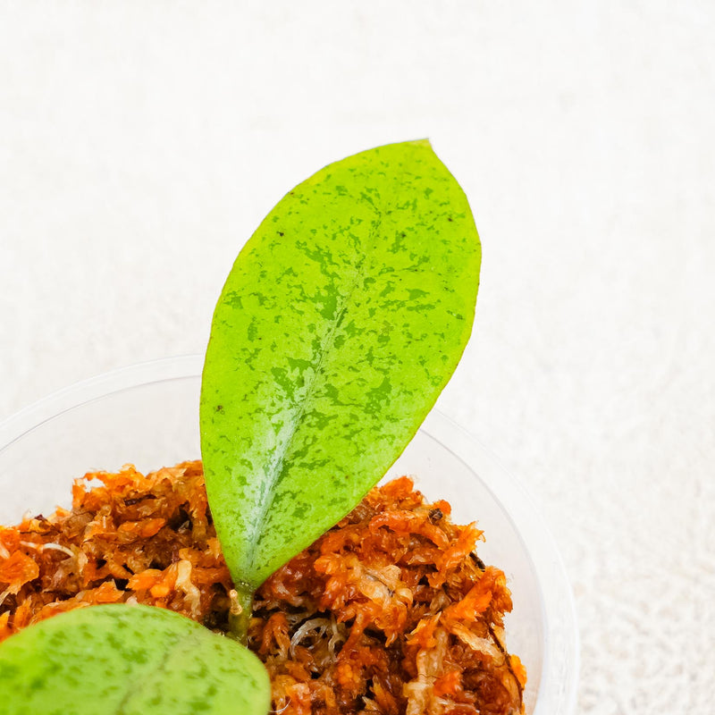 Hoya SP Borneo  Silver