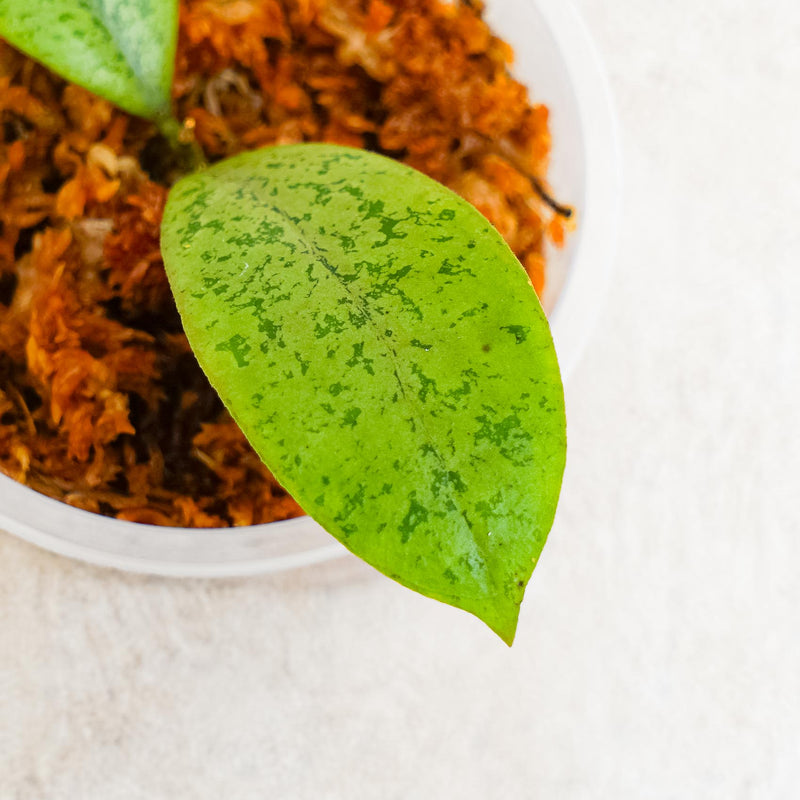 Hoya SP Borneo  Silver