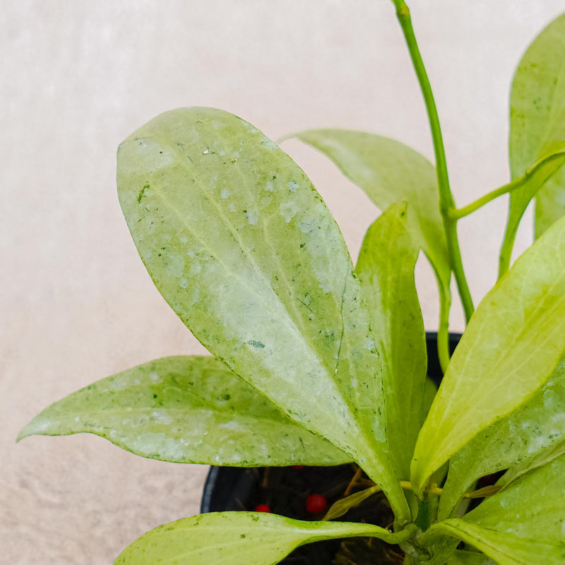 Hoya Nicholsoniae "NGG"