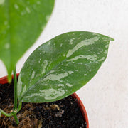 Hoya Coriacea splash - Aroidasia