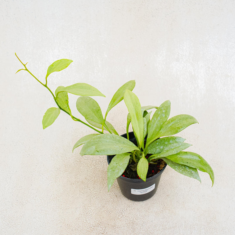 Hoya Nicholsoniae "NGG"