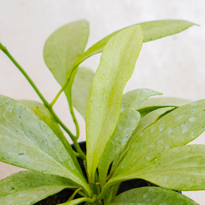 Hoya Nicholsoniae "NGG"