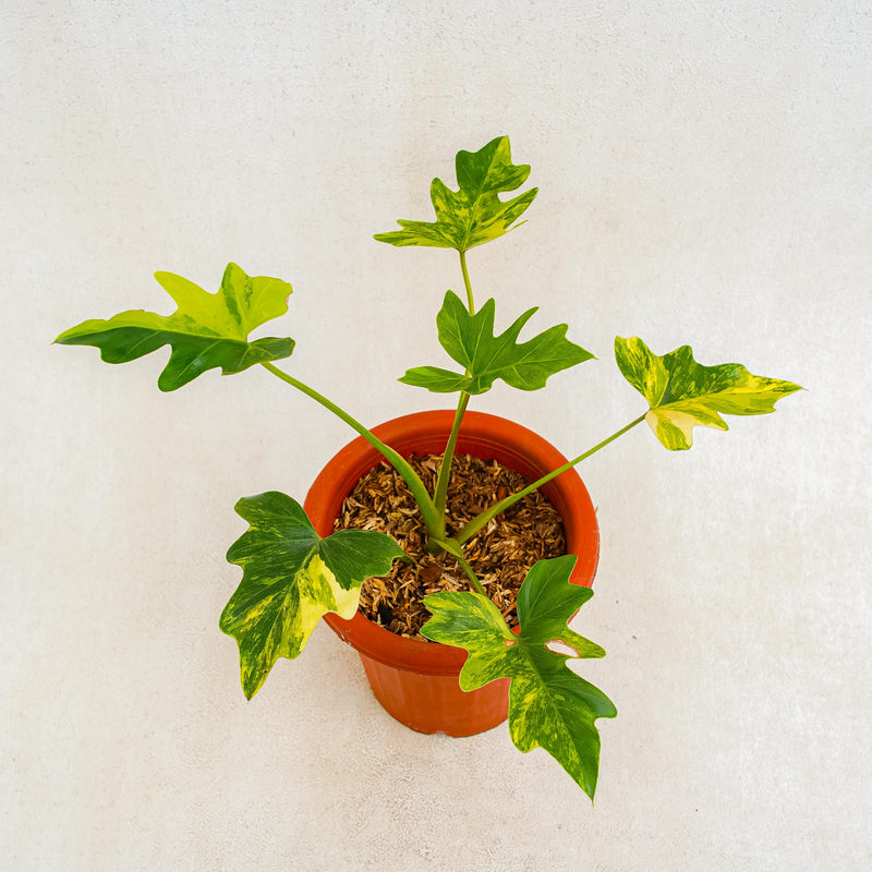 Thaumatophyllum Williamsii Variegated