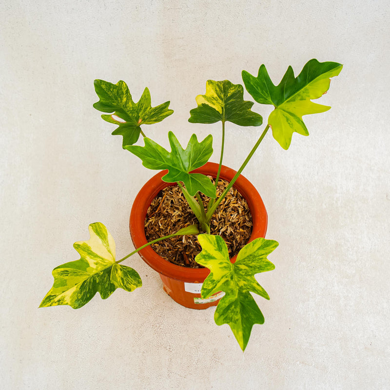 Thaumatophyllum Williamsii Variegated