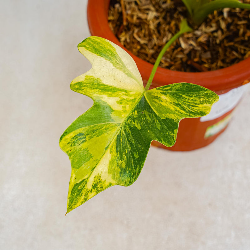 Thaumatophyllum Williamsii Variegated