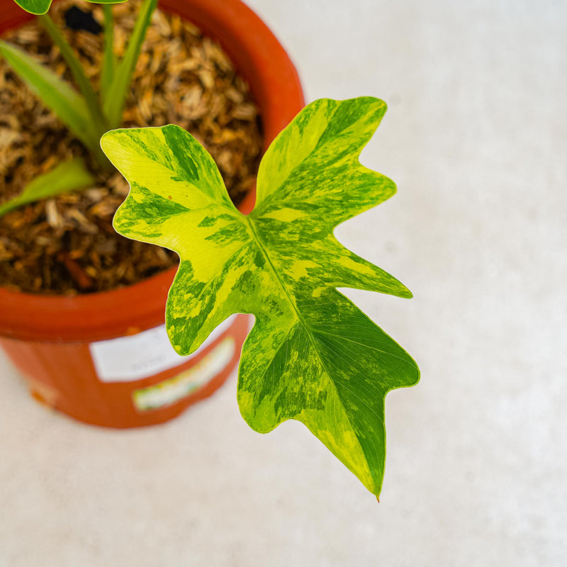 Thaumatophyllum Williamsii Variegated