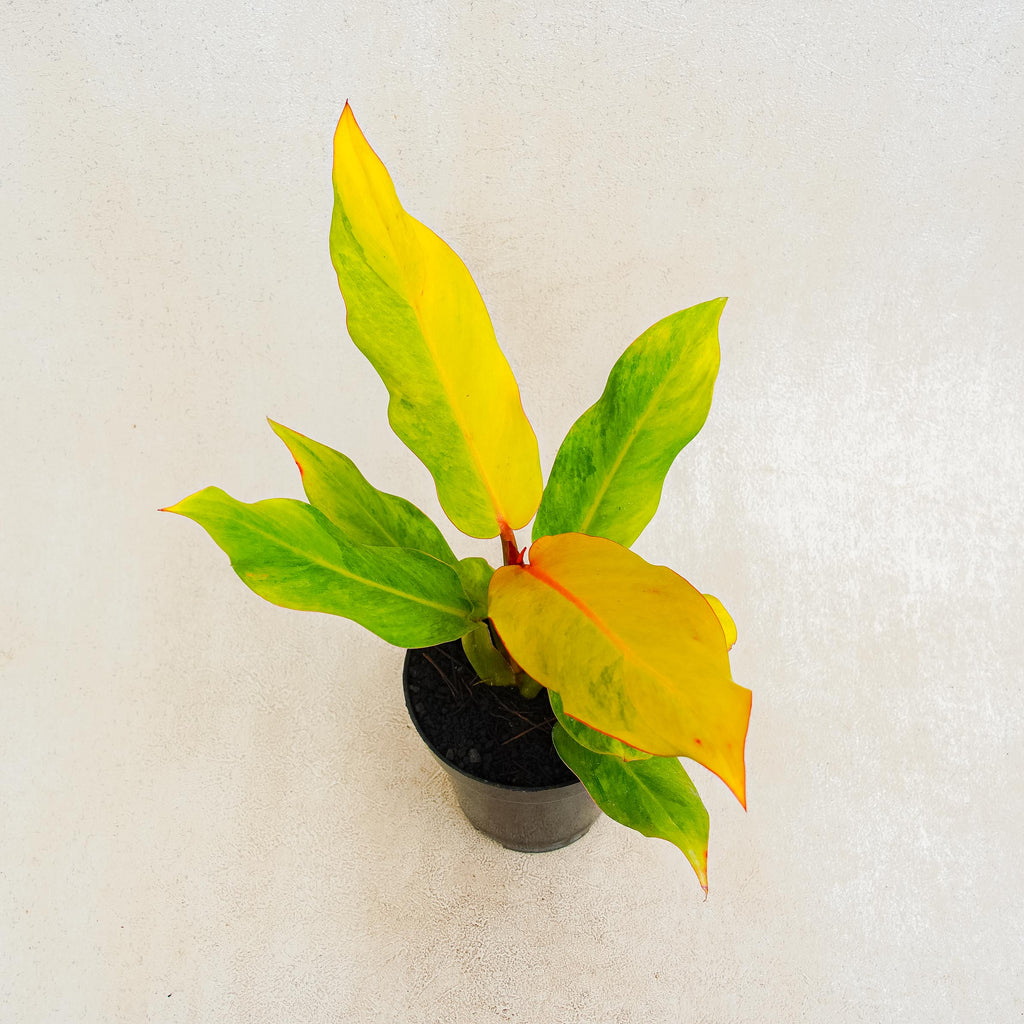 Philodendron Orange Marmalade Marble Variegated House Plant Aroid Tropical Indoor Outdoor DHL popular Express Free Phytosanitary Certificate