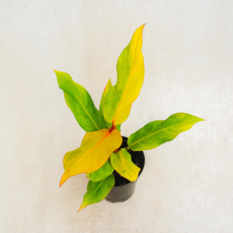 Philodendron Orange Marmalade Variegated