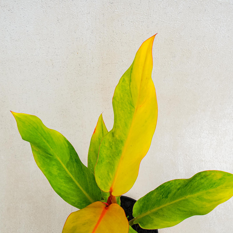 Philodendron Orange Marmalade Variegated