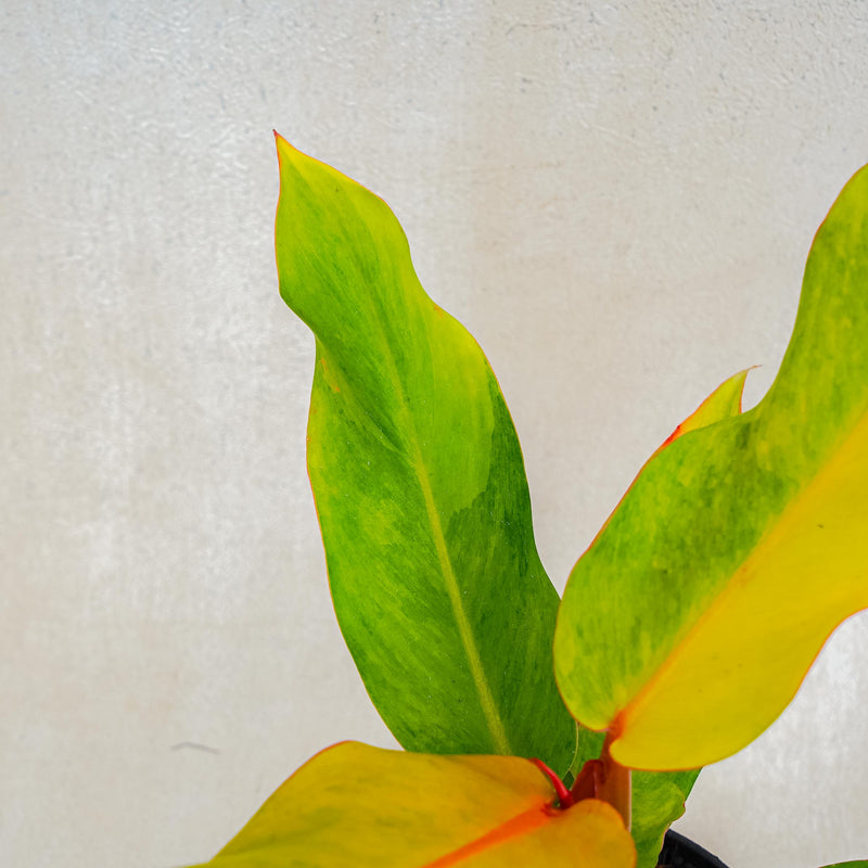 Philodendron Orange Marmalade Variegated