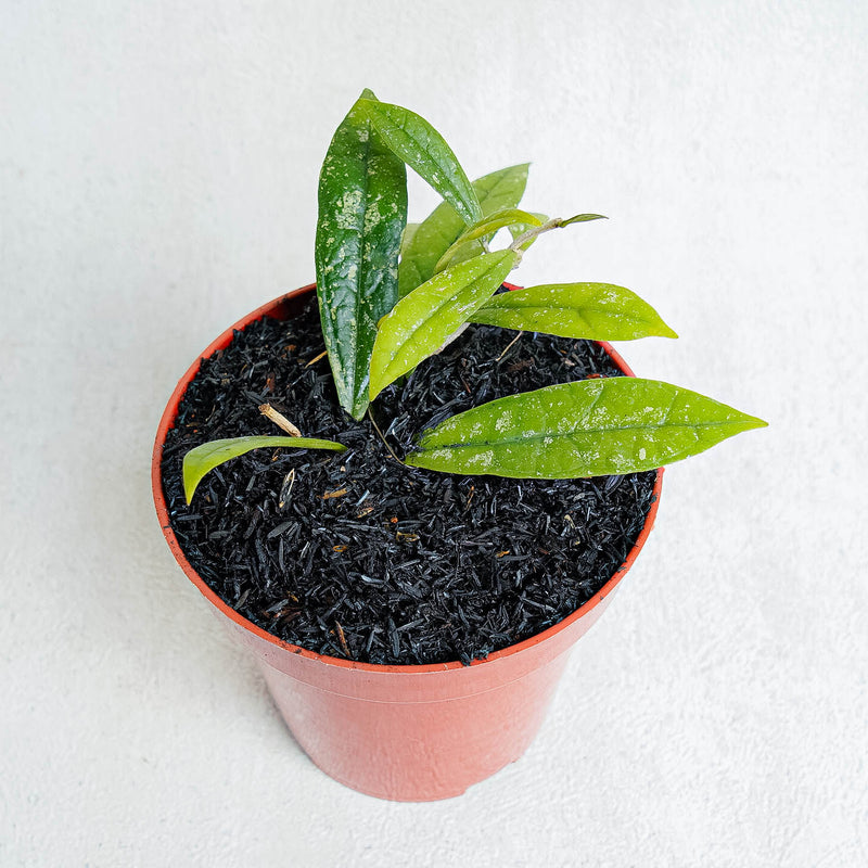 Hoya Rigidifora-Aroidasia