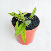 Hoya Rigidifora-Aroidasia