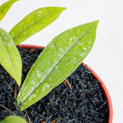 Hoya Rigidifora-Aroidasia