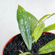 Hoya Rigidifora-Aroidasia