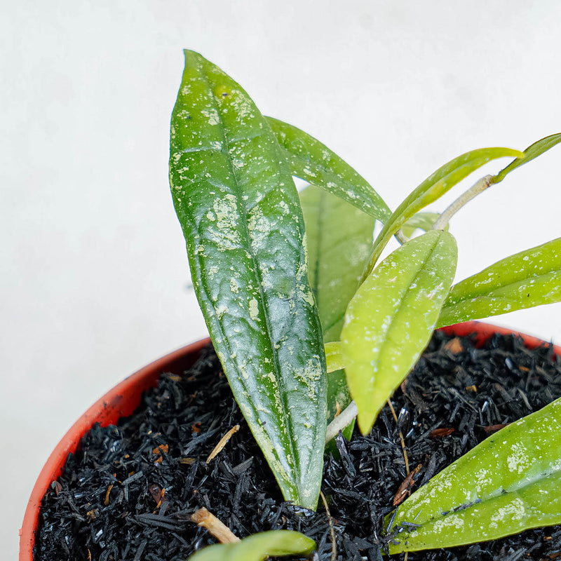 Hoya Rigidifora-Aroidasia