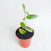 Hoya Acuta Albomarginata-Aroidasia