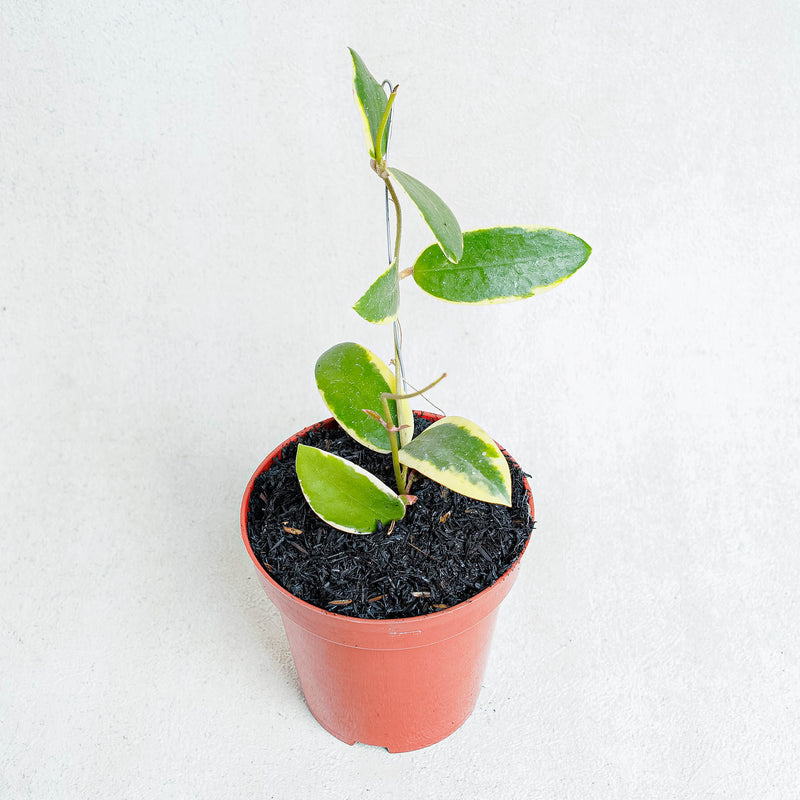 Hoya Acuta Albomarginata-Aroidasia