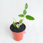 Hoya Acuta Albomarginata-Aroidasia