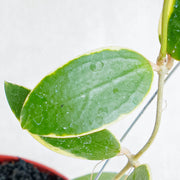Hoya Acuta Albomarginata-Aroidasia