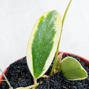 Hoya Acuta Albomarginata-Aroidasia