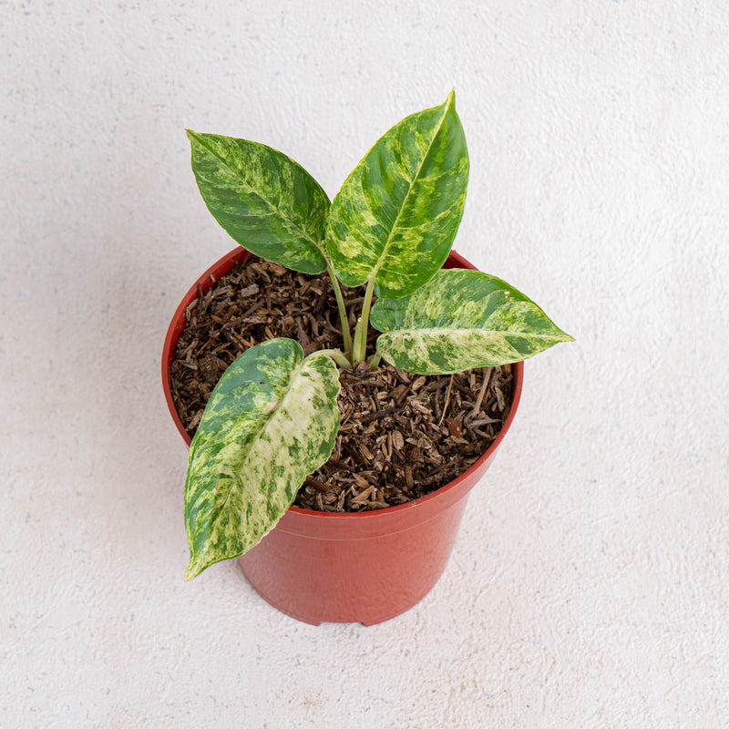 Homalomena yellow variegated Sp Borneo - Aroidasia