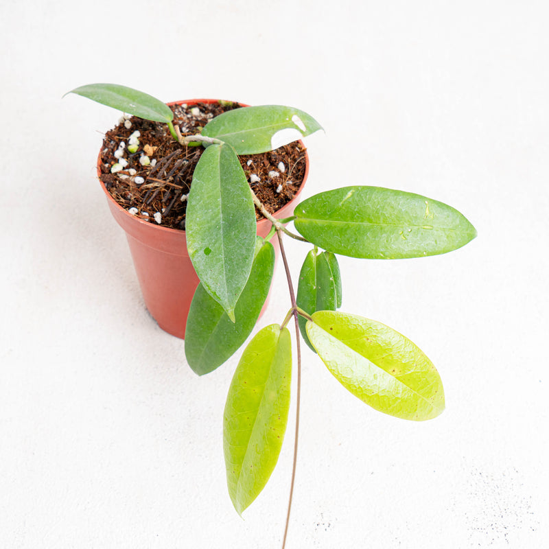 Hoya Ichnopus-Aroidasia