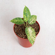 Homalomena yellow variegated Sp Borneo - Aroidasia
