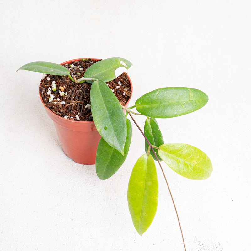 Hoya Ichnopus-Aroidasia