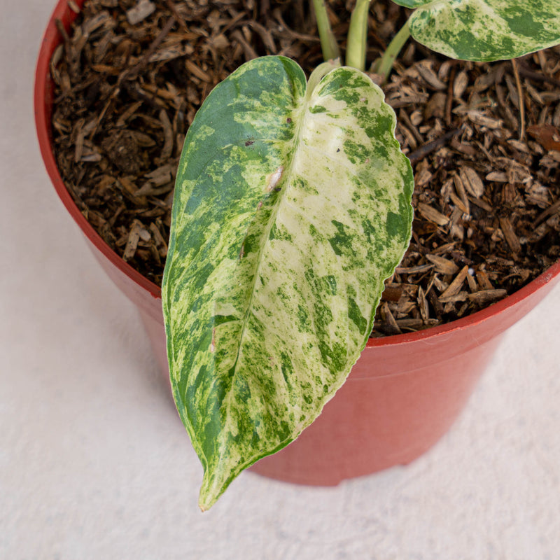 Homalomena yellow variegated Sp Borneo - Aroidasia