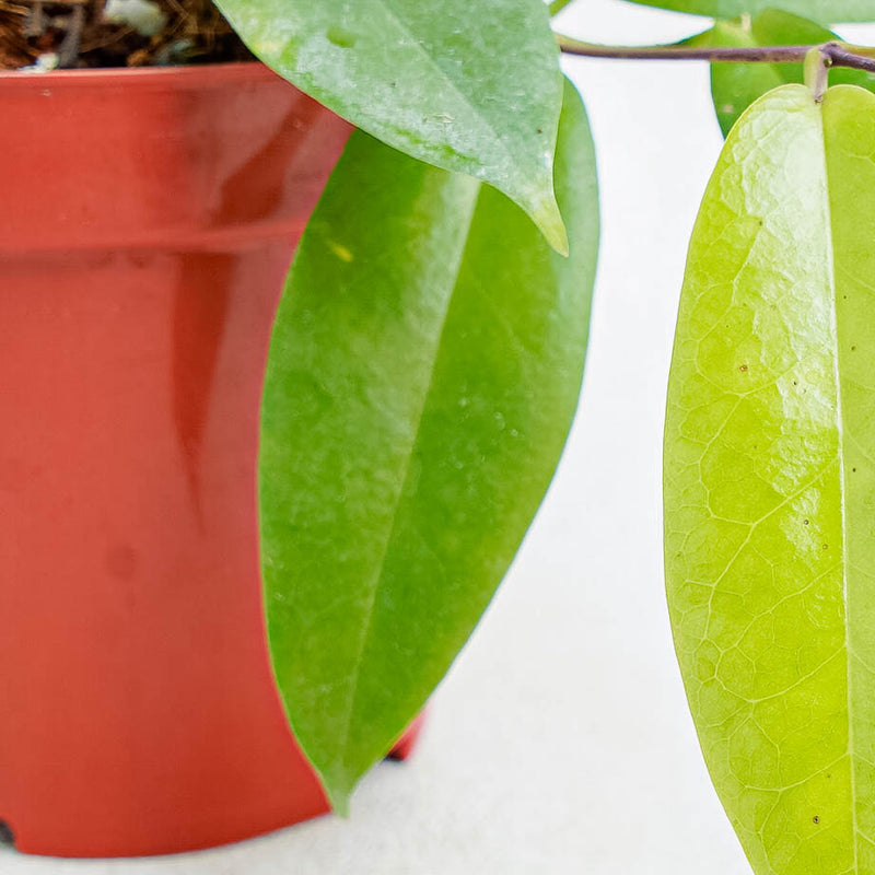 Hoya Ichnopus-Aroidasia