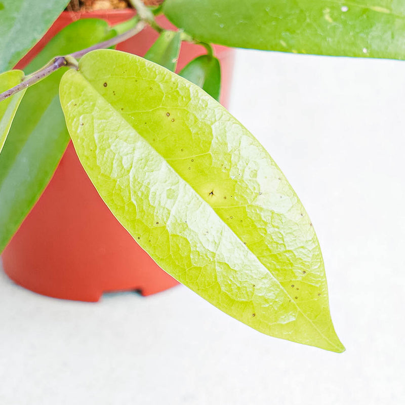 Hoya Ichnopus-Aroidasia