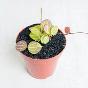 Hoya Dischida Ovata-Aroidasia