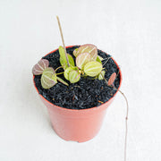 Hoya Dischida Ovata-Aroidasia