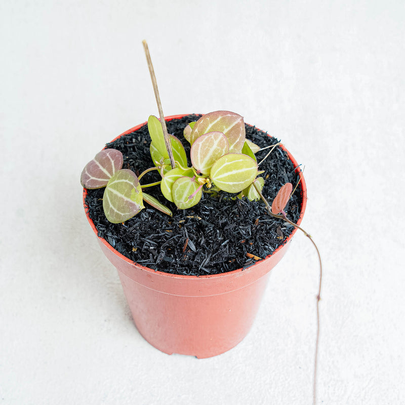 Hoya Dischida Ovata-Aroidasia