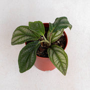 Piper parmatum - Aroidasia