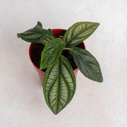 Piper parmatum - Aroidasia