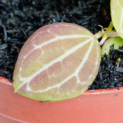 Hoya Dischida Ovata-Aroidasia