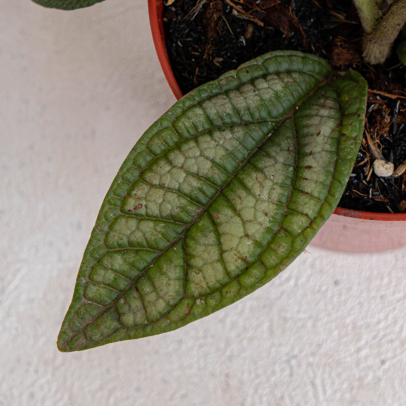 Piper parmatum - Aroidasia