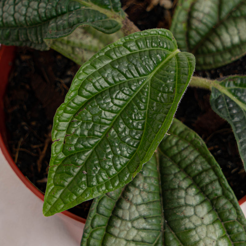 Piper parmatum - Aroidasia