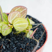 Hoya Dischida Ovata-Aroidasia