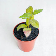 Hoya SP Gunung Gading-Aroidasia