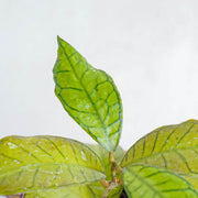 Hoya SP Gunung Gading-Aroidasia