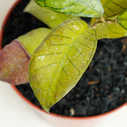 Hoya SP Gunung Gading-Aroidasia