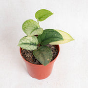 Scindapsus hologram - Aroidasia