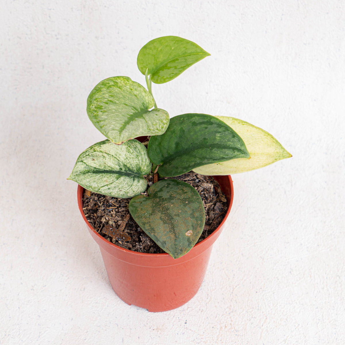 aglaonema hologram Scindapsus Hologram Variegated — Aroidasia