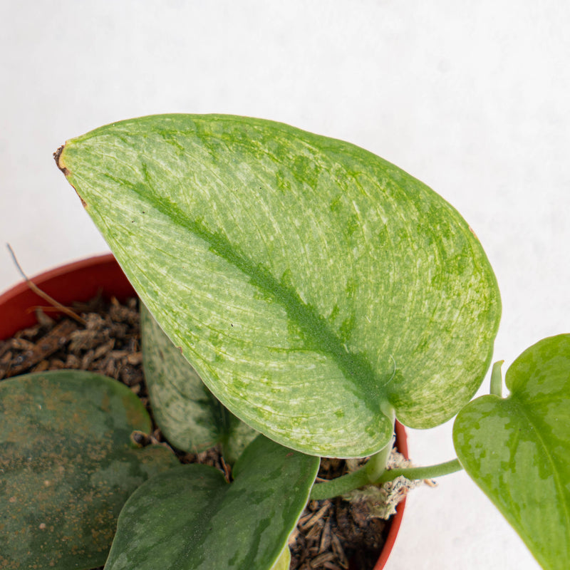 aglaonema hologram Scindapsus Hologram Variegated — Aroidasia