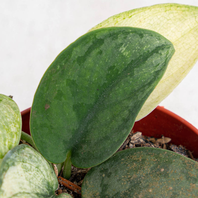 aglaonema hologram Scindapsus Hologram Variegated — Aroidasia