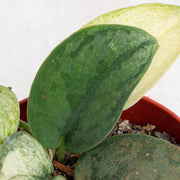 Scindapsus hologram - Aroidasia