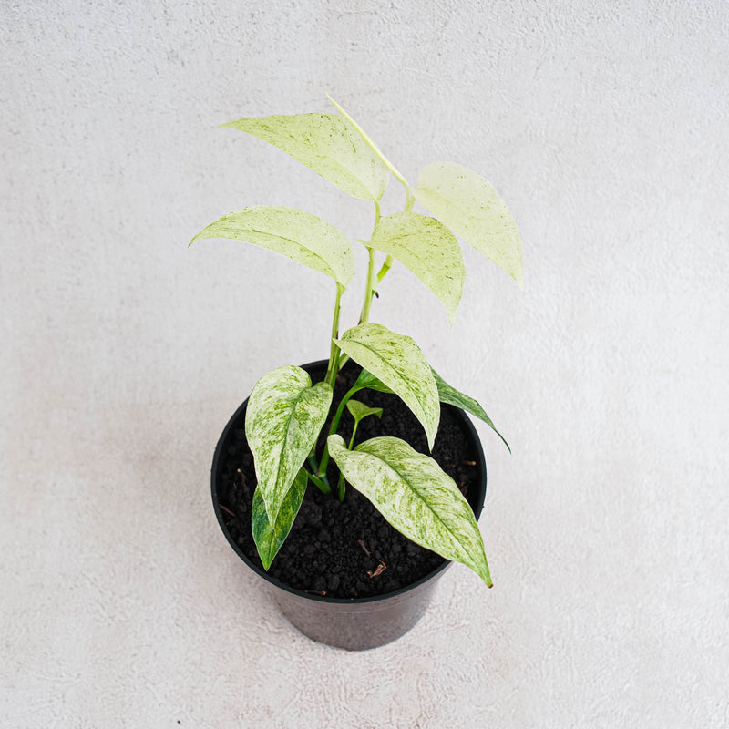 Monstera Laniata Mint Variegated