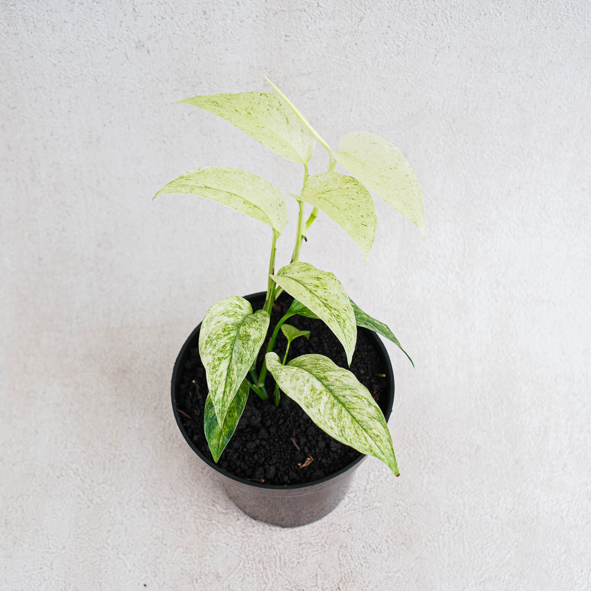 Monstera Laniata Mint Variegated — Aroidasia